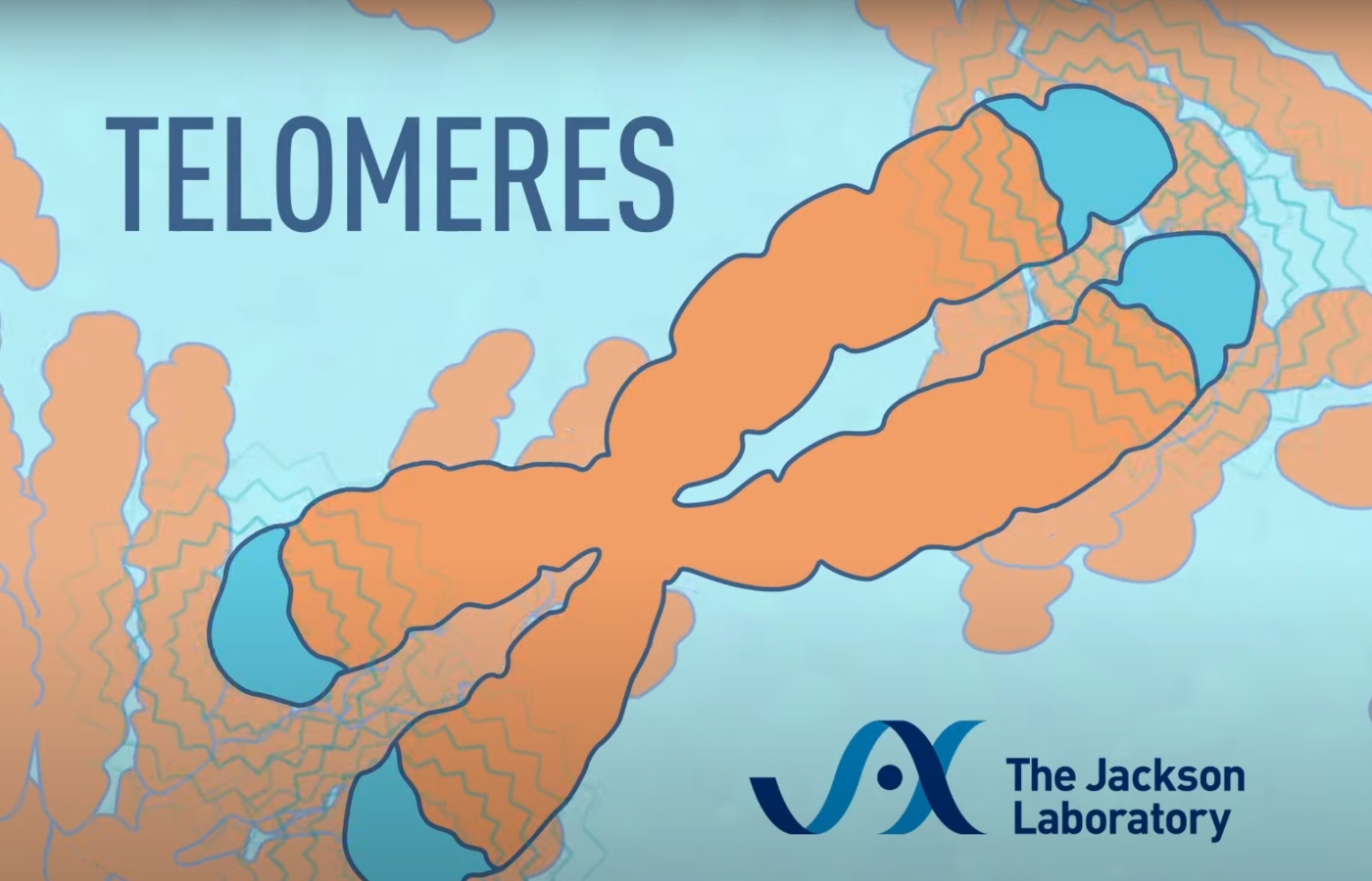 เทโลเมียร์คืออะไร และ ทำไมจึงสำคัญต่อการต่อต้านความชรา?
